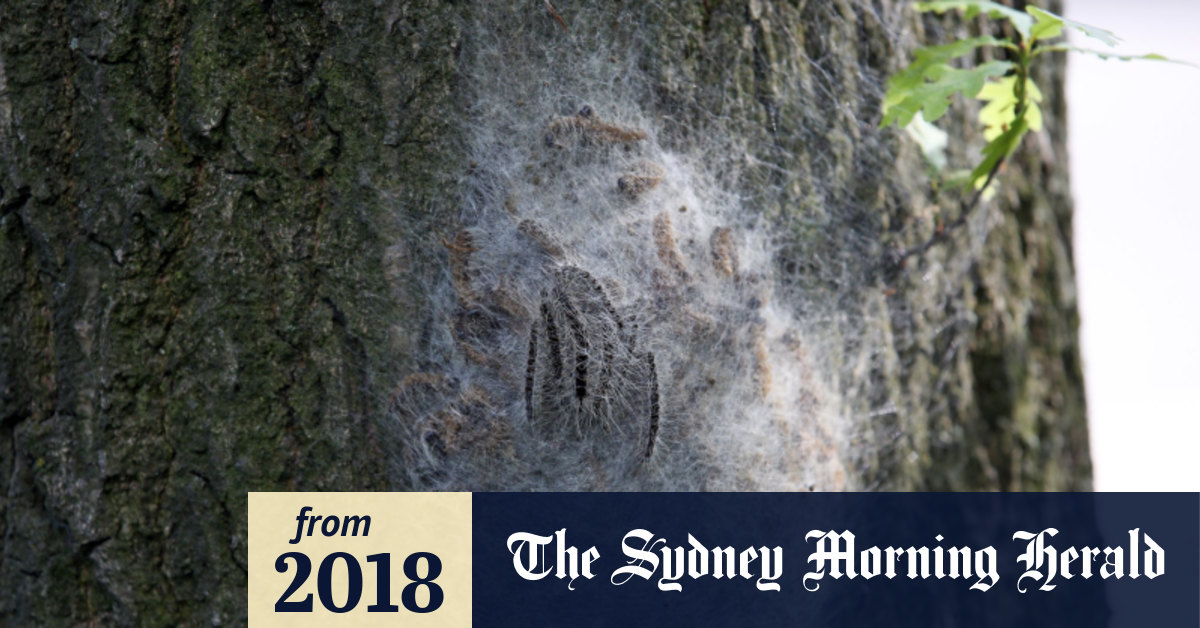 Be afraid toxic caterpillars 'invading London'